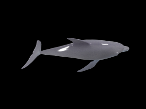 dolphin rigged jump animation 3D 模型