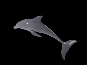dolphin rigged jump animation 3D 模型