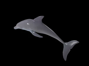 dolphin rigged jump animation 3D Model