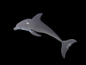 dolphin rigged jump animation 3D Model