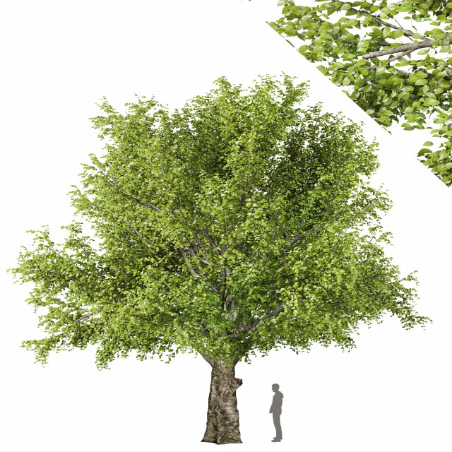 american beech tree 3D Модель .c4d .max .obj .3ds .fbx .stl .blend