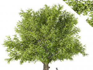 american beech tree 3D Model