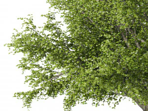 american beech tree 3D Model