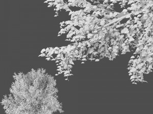 american beech tree 3D Модель