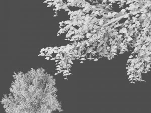 american beech tree 3D Model