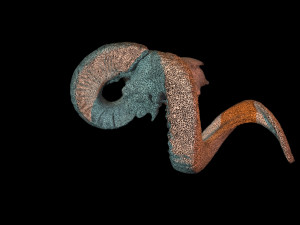 3d ram model 3D-Modell