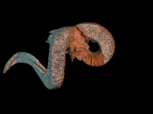 3d ram model 3D-Modell