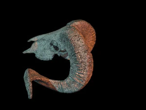 3d ram model 3D Model