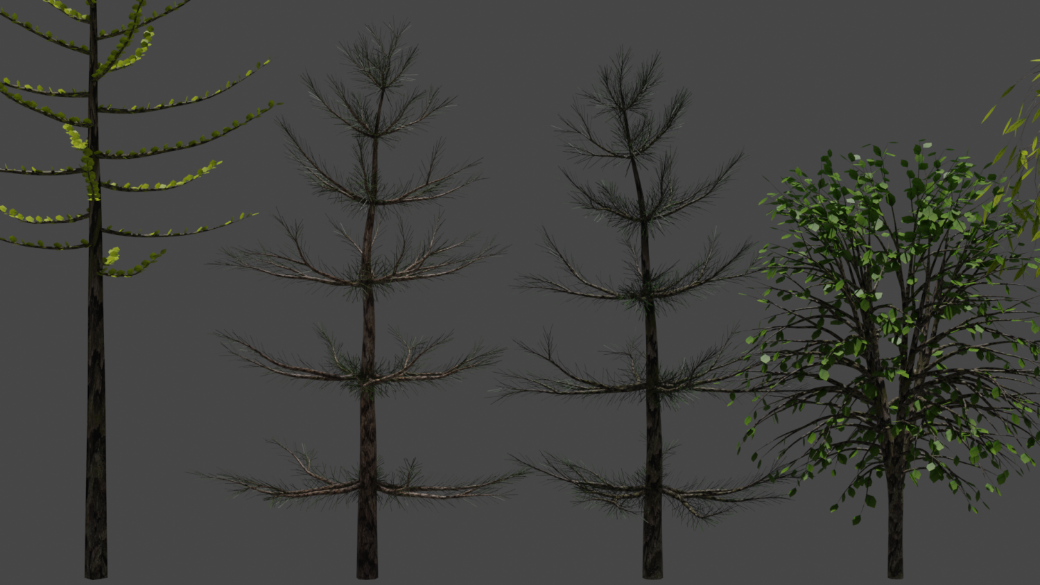 Секвойя дерево парк сша. Keteleeria evelyniana. 8 trees. Trees 3d model 1. Катайя серебристолистная.