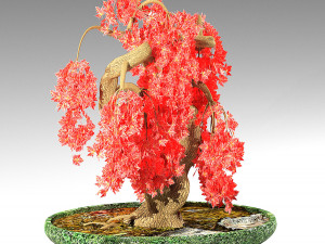red maple Model 3D