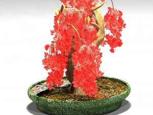 red maple Model 3D