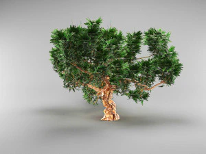 가문비나무 3D 모델