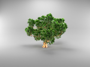spruce tree Model 3D