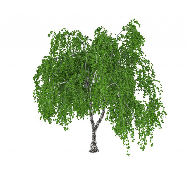 common birch 3D-Modell .c4d .max .obj .3ds .fbx .stl .blend 