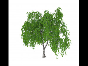 common birch 3D Модель