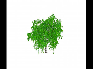 common birch 3D-Modell