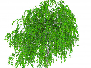 common birch 3D-Modell