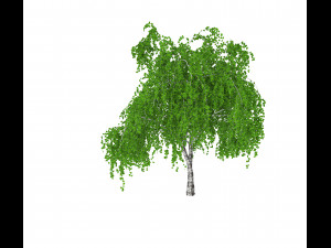common birch 3D-Modell