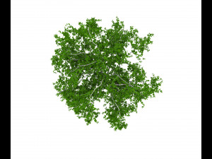 common birch 3D-Modell