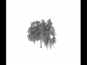 common birch 3D-Modell