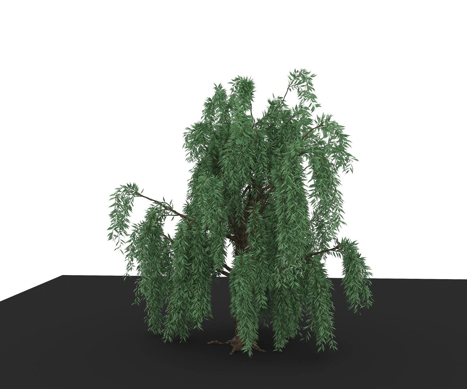 weeping willow 3D Model .c4d .max .obj .3ds .fbx .stl .blend 