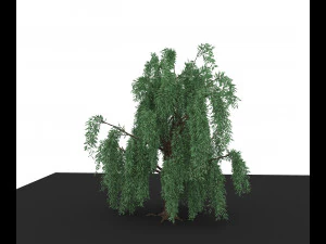 weeping willow 3D Model