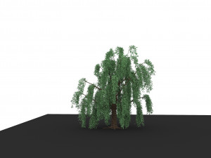 weeping willow 3D Modell