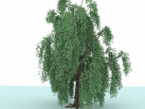 weeping willow 3D Modell