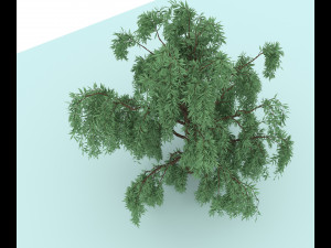 weeping willow 3D Modell