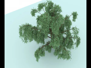 weeping willow 3D Model