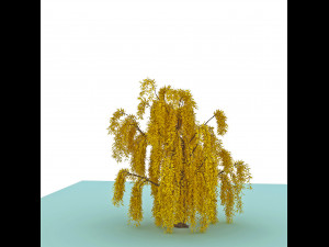 weeping willow 3D Modell