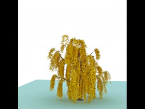 weeping willow 3D Model