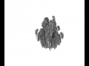 weeping willow 3D Modell