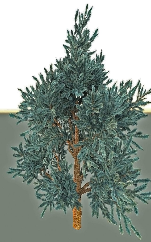 blue spruce Model 3D .c4d .max .obj .3ds .fbx .stl .blend 