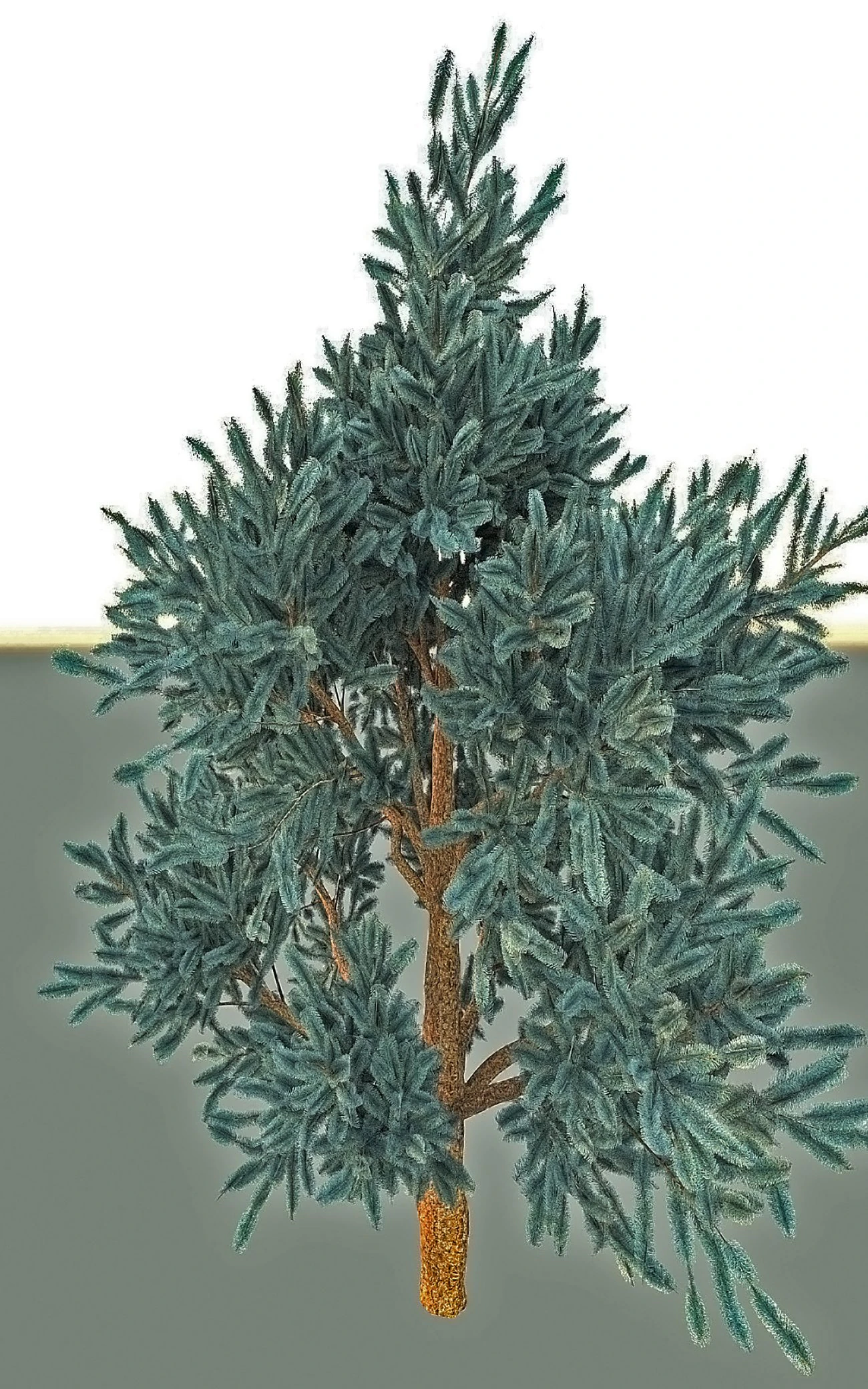 blue spruce 3D Model .c4d .max .obj .3ds .fbx .stl .blend 