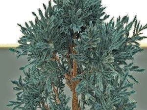 abeto azul Modelo 3D