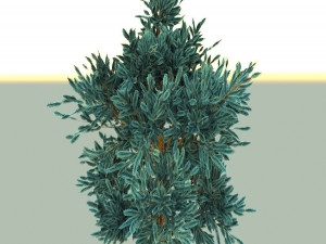 blue spruce Model 3D