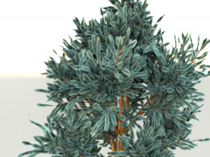 blue spruce Model 3D