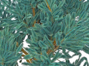 blue spruce 3D Model