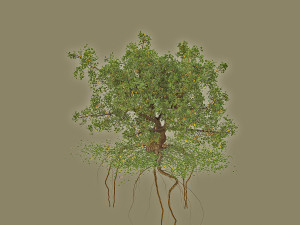 oak 3D Model