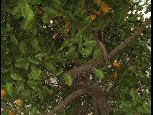 oak 3D Модель