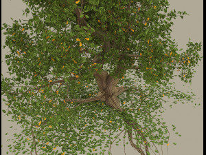 oak 3D Модель