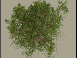 oak 3D Модель