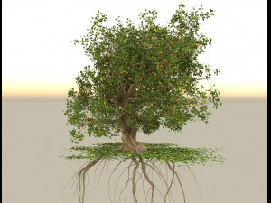 oak 3D Модель