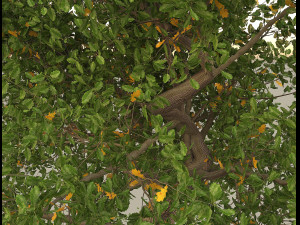 oak 3D Модель