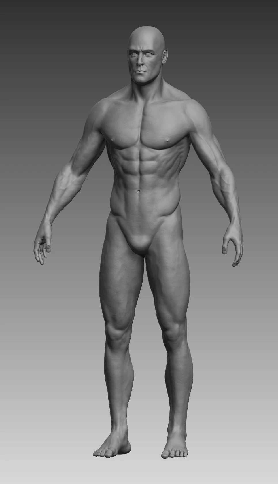 anatomical body base mesh 3D Model .c4d .max .obj .3ds .fbx .stl .blend 