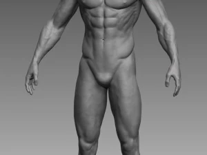 anatomical body base mesh 3D Model