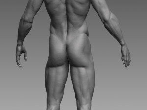 anatomical body base mesh 3D 模型