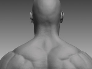 anatomical body base mesh 3D 模型