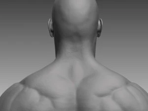 anatomical body base mesh 3D Model